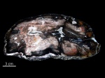 Juniperus sp., Невада