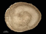 Palmoxylon, Луизиана
