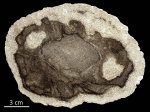 Tempskya sp,  Юта