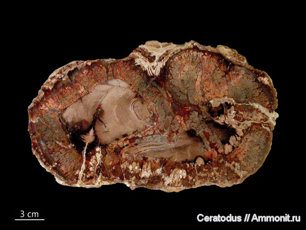 Araucarioxylon, Юта, псевдоморфозы