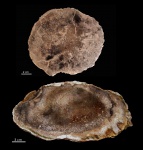 Palmoxylon, Калифорния
