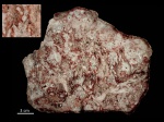 Rhizopalmoxylon, Калифорния