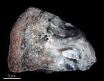 Rhizopalmoxylon, Калифорния (2)