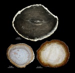 Palmoxylon, Луизиана