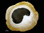 Palmoxylon, Луизиана
