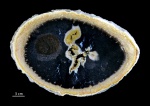 Palmoxylon, Индонезия Palmoxylon, Индонезия