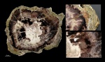 Palmoxylon hebbertii, Юта