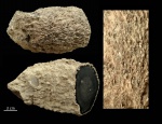 Palmoxylon, Вайоминг Palmoxylon, Вайоминг