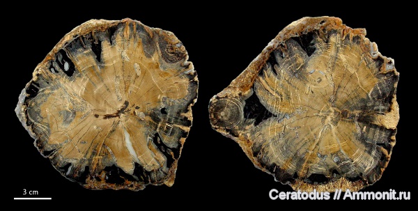 Вайоминг, Schinoxylon actinoporosum