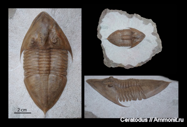 трилобиты, ордовик, палеозой, Megistaspidella, Megistaspidella triangularis, Ordovician