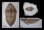 Megistaspidella triangularis (SCHMIDT 1906)