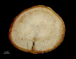 Palmoxylon, Луизиана
