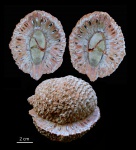 Шишка Araucaria mirabilis, Аргентина
