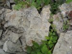 отпечатки аммонитов на камне