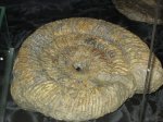 большой аммонит из музея