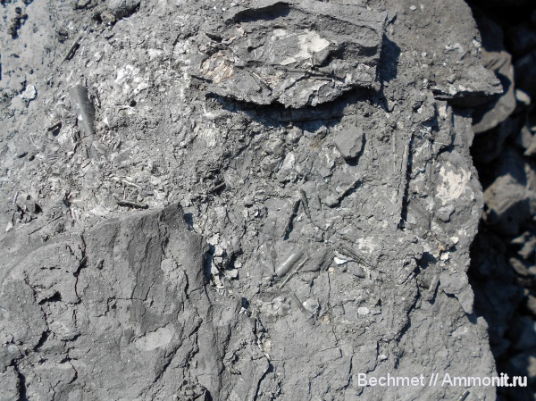 белемниты, юра, мезозойская эра, Jurassic, belemnites