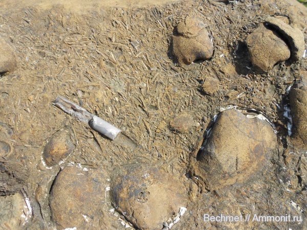 белемниты, мел, лопатоногие моллюски, мезозойская эра, Кашпир, Cretaceous, belemnites