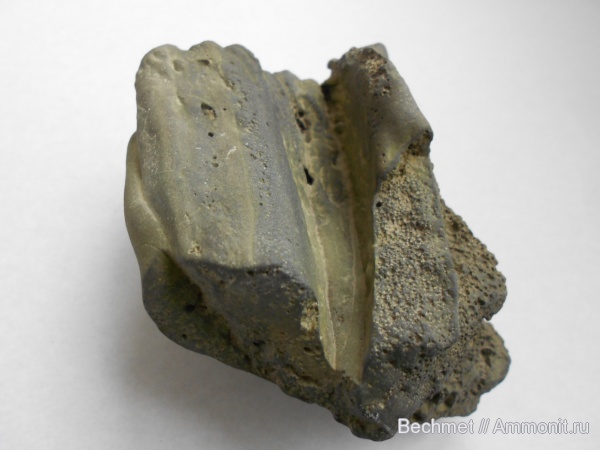 юра, ихтиозавры, мезозойская эра, места находок, Jurassic