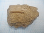 Белемнитик