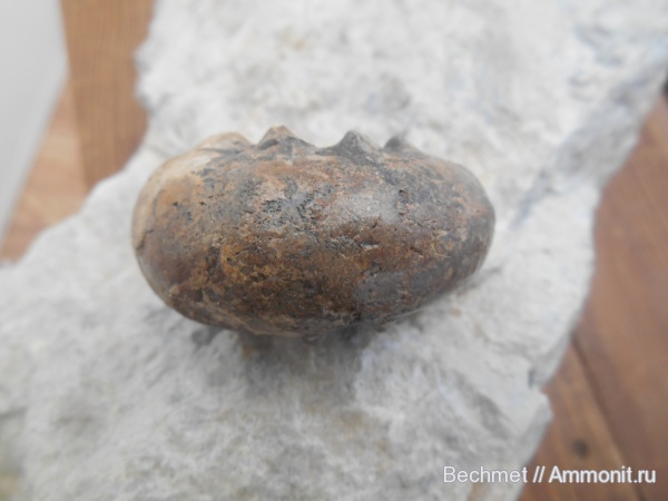 аммониты, юрский период, волжский ярус, мезозойская эра, Craspedites, Ammonites, Craspedites milkovensis, Volgian, Jurassic