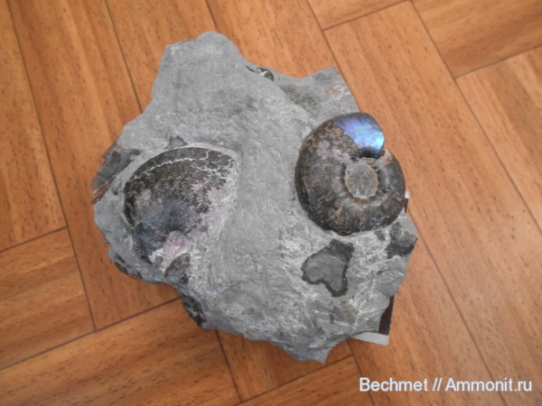 аммониты, юрский период, волжский ярус, Garniericeras, мезозойская эра, Craspedites, Ammonites, Craspeditidae, Volgian, Jurassic