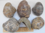 Gryphaea