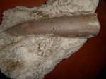 белемнитик