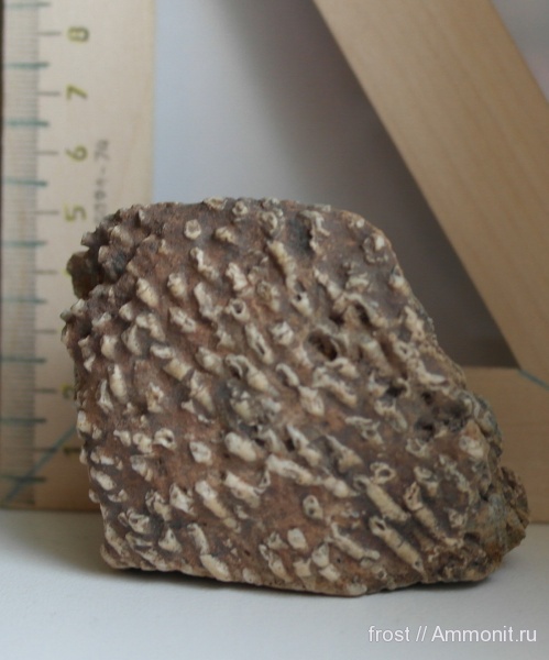 Syringopora, Tabulata