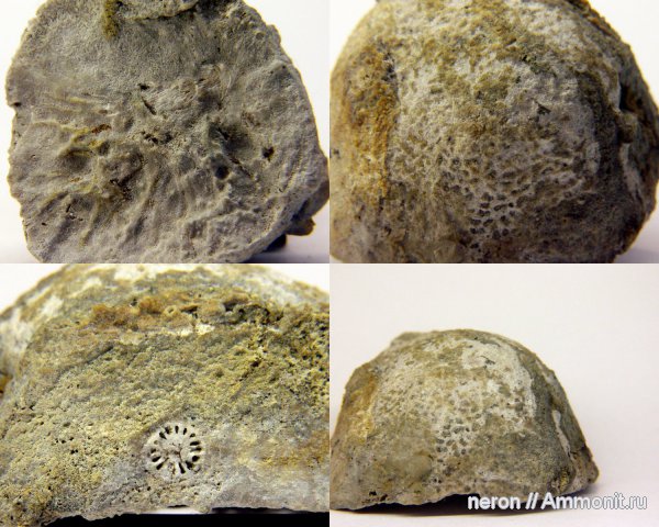 пермский период, Башкирия, Шиханы, Permian
