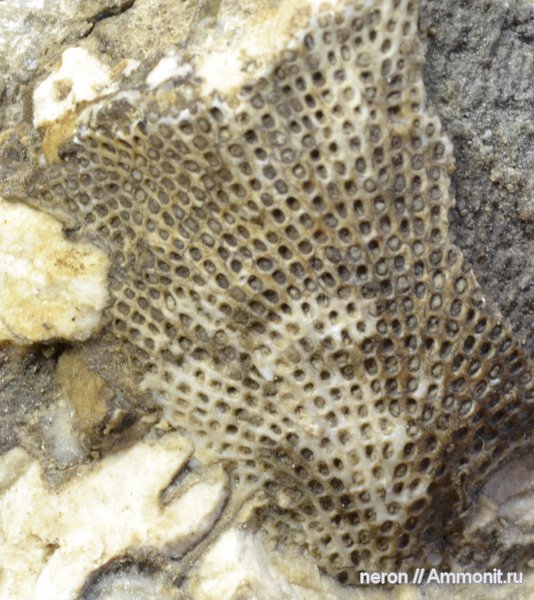 мшанки, Fenestella, пермский период, Шиханы, Permian