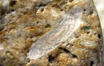 Fusulinoidea