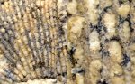 Фрагмент мшанки Fenestella отряда Cryptostomata.