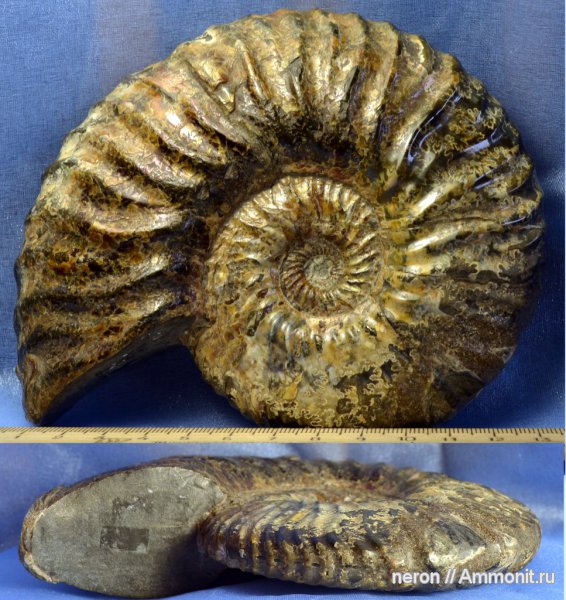меловой период, Ульяновск, Deshayesites, Cretaceous