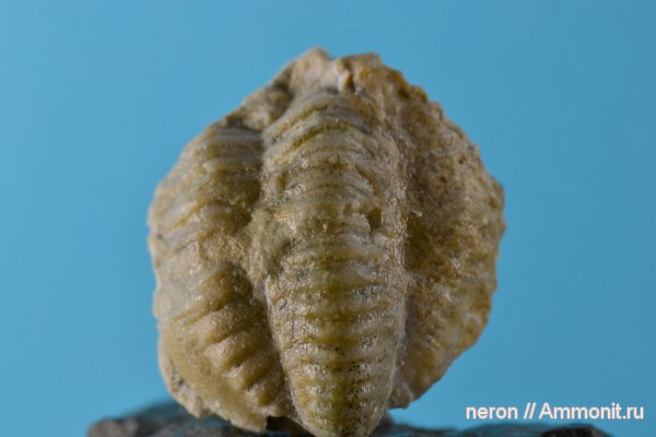 пермский период, Башкирия, Шиханы, Phillipsia, Permian