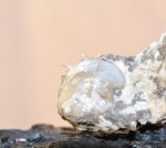 Брахиопода Productida с частично сохранившимися шипами