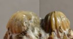 Reticulariina netschaewi?