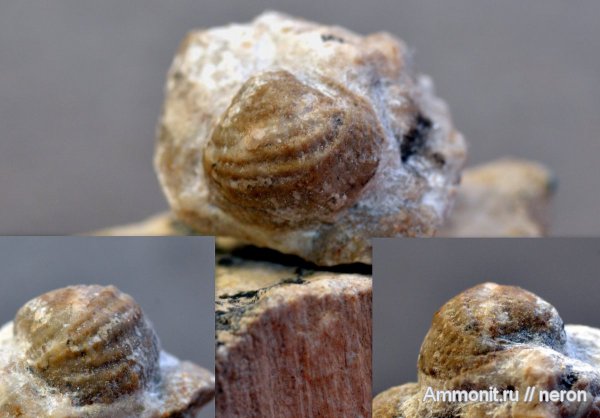 брахиоподы, пермский период, Шиханы, Productida, Cancrinella, Permian