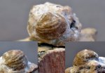 Cancrinella undata?