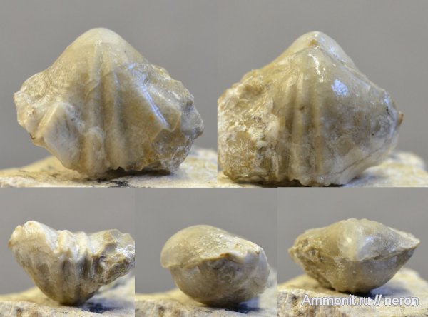 брахиоподы, пермский период, Шиханы, Rhynchonellida, Pugnax swalloviana, Pugnax, Permian
