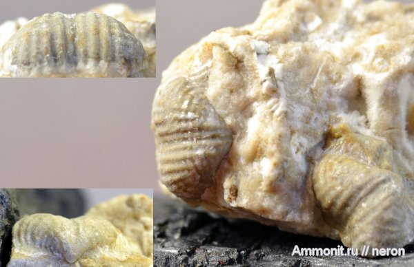брахиоподы, пермский период, Шиханы, Productida, Marginifera, Uraloproductus, Permian