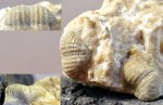 Marginifera, семейство Productidae