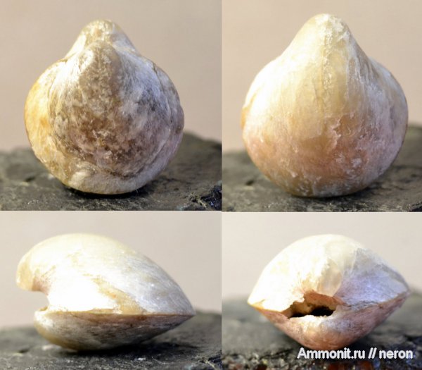 пермский период, Башкирия, Шиханы, Spiriferida, Martinia, Ambocoelia, Martiniopsis, Permian