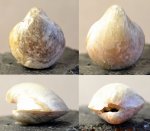 Брахиопода  Spiriferidae, подсемейство Martinia, род  Ambocoelia