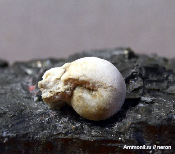 аммониты, пермский период, Шиханы, Ammonites, Permian