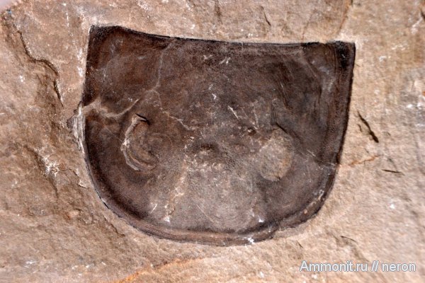 силур, ракоскорпионы, Silurian, Украина