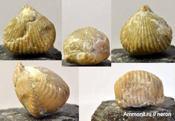 брахиоподы, пермский период, Шиханы, Rhynchopora, Rhynchonellida, Permian