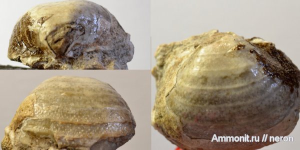 брахиоподы, пермский период, Шиханы, Productida, Calliprotonia, Permian