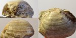 Calliprotonia sterlitamakensis