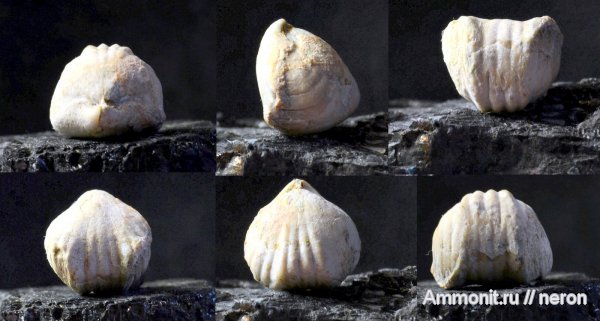 брахиоподы, пермский период, Шиханы, Rhynchopora, Rhynchonellida, Rhynchopora geinitziana, Permian