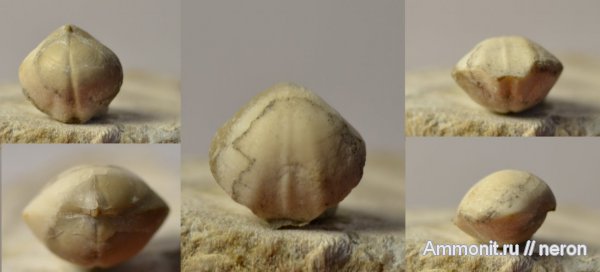 брахиоподы, пермский период, Шиханы, Athyridida, Permian